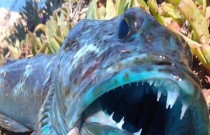 Conheça o peixe com carne azul brilhante e mais de 500 dentes