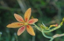 A planta perene flor-leopardo