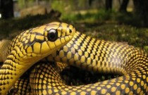 Diferença entre cobra e serpente; saiba como identificar