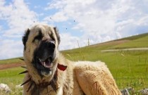 Conheça o Kangal, o cachorro da mordida mais forte do mundo