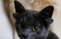 Midas: A gata que nasceu com 4 orelhas