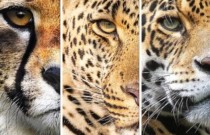 Qual a diferença entre onça-pintada, leopardo e guepardo?