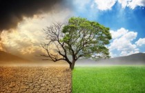 Por que não podemos simplesmente plantar árvores para limpar dióxido de carbono do ar?