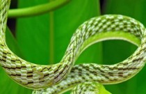 Conheça 9 espécies exóticas e belíssimas de cobras e serpentes