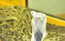 Veja 6 habilidades impressionantes que as cobras possuem