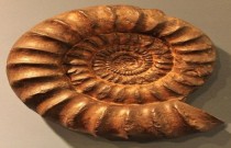 Os fósseis de moluscos: cefalópodes