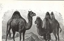 O rico, o camelo e a agulha