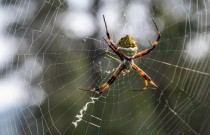 As aranhas do gênero Argiope: as aranhas-prata