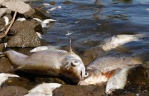 Peixes mortos em todos os lugares no rio germano-polonês após depósito de lixo químico