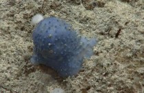 Criatura bizarra das profundezas do oceano é encontrada no Caribe