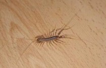 O porquê você não deve matar esse inseto quando o encontrar em sua casa