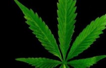 Uruguai freia narcotráfico de cannabis, mas mercado ilegal ainda predomina