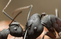 8 Fatos que você não sabia sobre as formigas