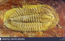 Os fósseis de Artrópodes: Trilobitas