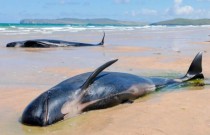 Cerca de 200 baleias-piloto ficaram encalhadas em praia australiana