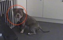 Sem entender como cão conseguia fugir, tutora instala câmera e descobre técnica