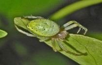 A aranha-tecedeira-verde: uma aranha parecida com folhas