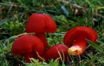 Os cogumelos do gênero Hygrocybe: comestíveis ou não