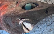 Criatura assustadora com olhos esbugalhados é encontrada no fundo do mar