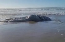 Monstro marinho é encontrado em praia nos Estados Unidos