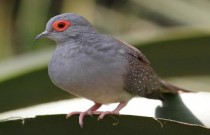 Pombos: as aves que conquistaram o ser humano