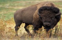 Espécies ameaçadas de extinção: bisão-americano