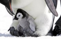 Pinguins-imperadores entram na lista de espécies ameaçadas, graças às mudanças climáticas