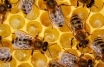 A expectativa de vida das abelhas é 50% menor hoje