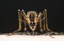 Por que algumas pessoas são ímãs de mosquitos