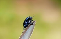 O papel fundamental dos insetos nos ecossistemas