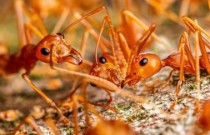 Infestação maciça de formigas-de-fogo no Havaí é a maior já registrada