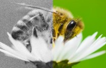 A vida de uma abelha foi cortada pela metade em apenas 50 anos