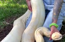 Jiboia albina de 3 metros é encontrada em casa na Flórida