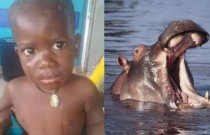 Bebê é engolido por hipopótamo e sobrevive ao ser cuspido pelo animal