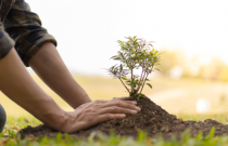 Saiba como plantar e cuidar da árvore da felicidade