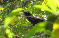Novos registros ornitológicos para o centro-sul de Minas Gerais (alto Rio Grande)