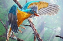 Paleontólogos encontram fóssil de pássaro de 119 milhões de anos