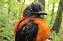 Vocês conhecem o Pitohui? O primeiro pássaro venenoso descoberto pela ciência!