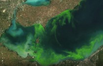 Você pode receber mais de R$70 mil para ajudar a NASA a encontrar florações algas tóxicas