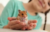 Que riscos hamsters e gerbos de estimação podem representar na Austrália?