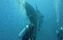 Tubarão-baleia gigante quase atinge mergulhador com sua calda