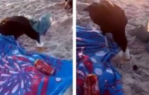 Urubu bebe cerveja em praia