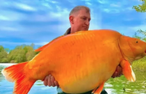 Homem pesca peixe dourado de 30kg em lago na França