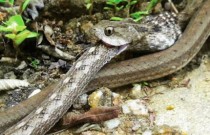 Vídeo mostra serpente canibal recém-descoberta devorando macho da mesma espécie