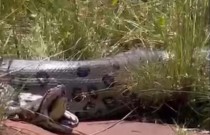 Cobra sai viva e consegue fugir após ser engolida por sucuri canibal gigante
