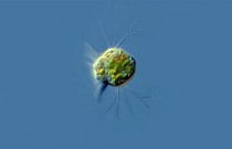 Microrganismos ‘Pac-Man’ devoram vírus como pastilhas de energia