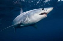 Carne de tubarão ameaçado está sendo servida como peixe com batatas fritas na Austrália