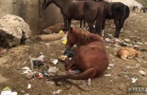 O abuso dos cavalos ​​no turismo no Egito