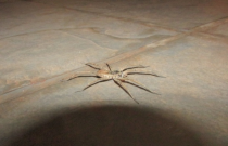 Descubra outras aranhas que podem ser perigosas e que podem viver na sua casa