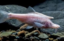 Peixe cego semelhante a um unicórnio descoberto em água no fundo de caverna chinesa